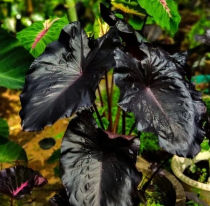 Colocasia Electric Blue