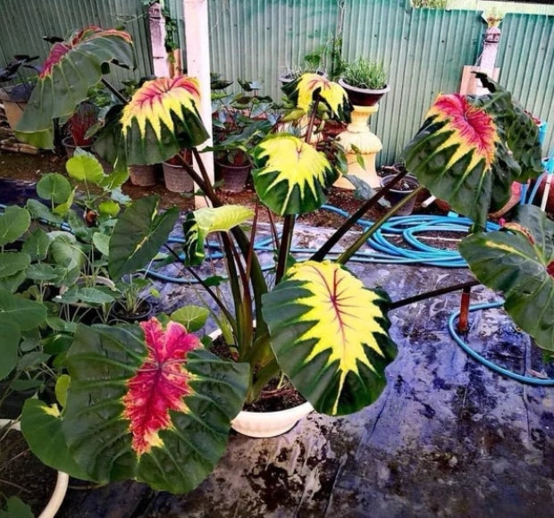 Colocasia Light Pillar
