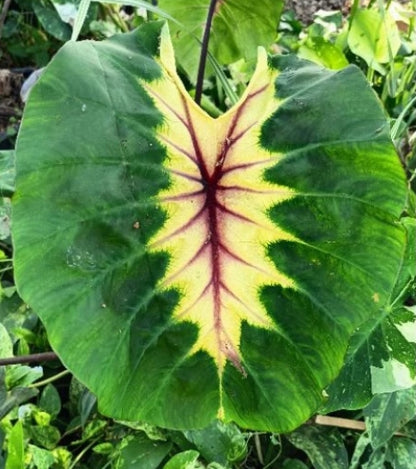Colocasia Light Pillar