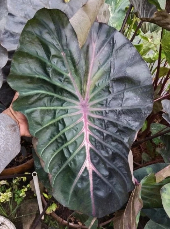 Colocasia Naga Bless
