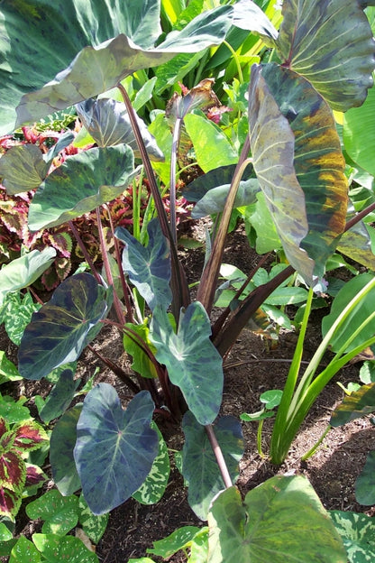 Colocasia Black Marble
