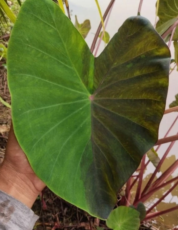 Colocasia Nebula