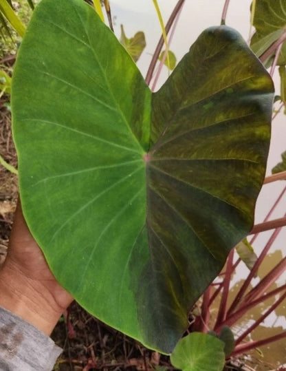 Colocasia Nebula
