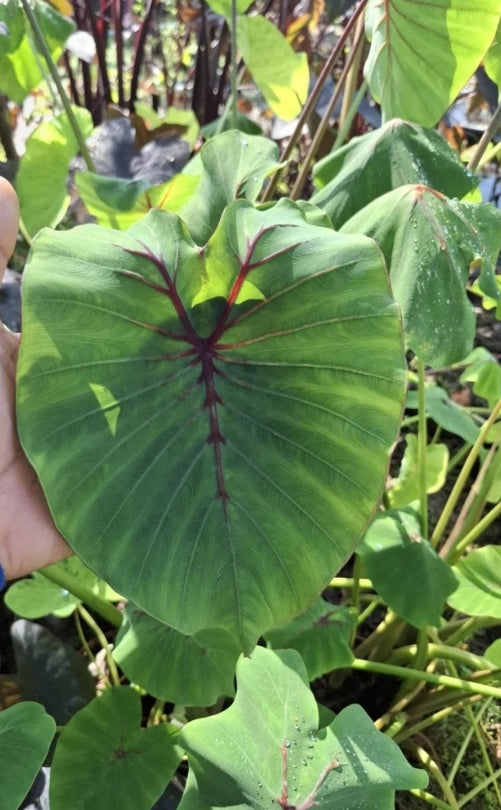 Colocasia Ruby Princess