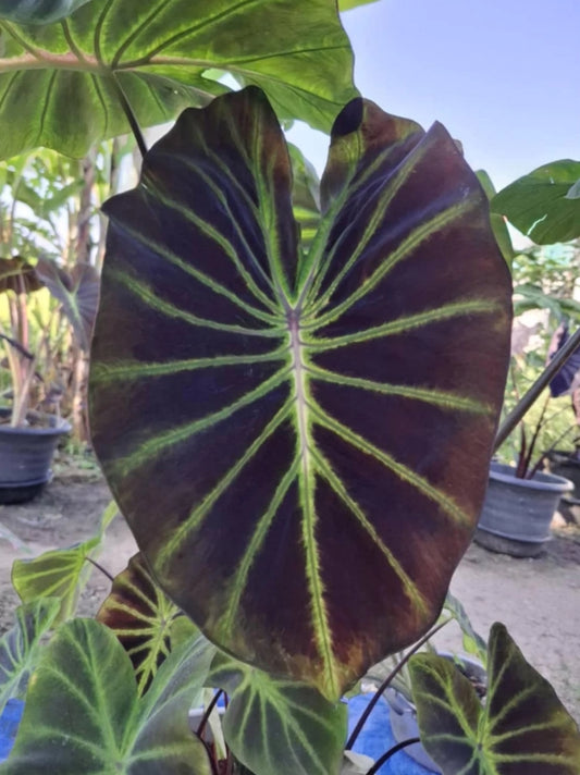 Colocasia Luminova