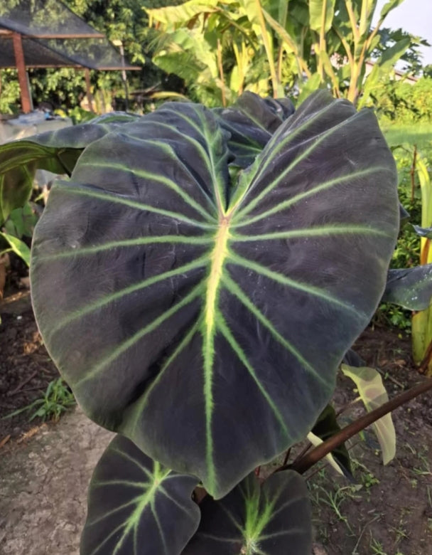 Colocasia Luminova