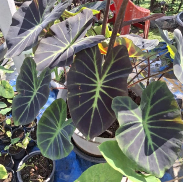 Colocasia Luminova