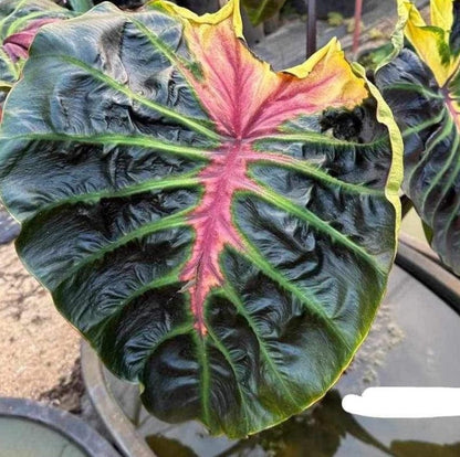 Colocasia Tossakan