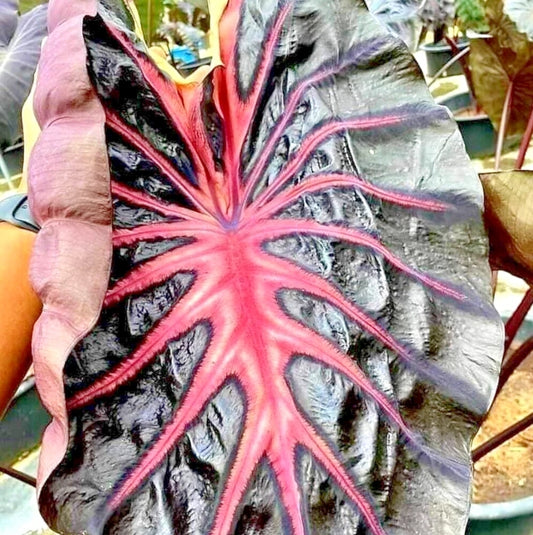 Colocasia Pink Ribbon