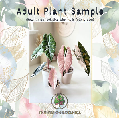 Alocasia Chantrieri Albo/Pink Variegated