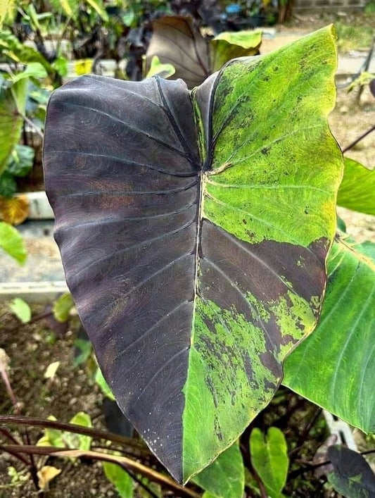 Colocasia Anatomy leaf showing a rare, sharply divided black and lime-green pattern (atypical individual leaf)