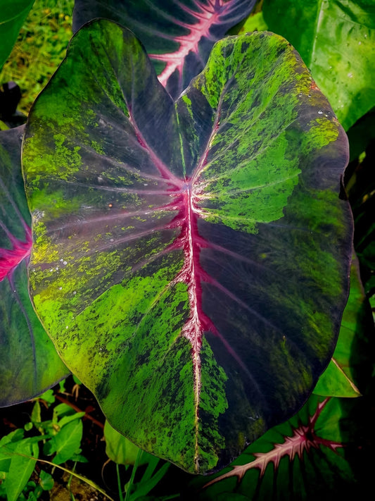 Colocasia Blood Fallen leaf showing a green half transitioning to near-black across a pale pink midrib