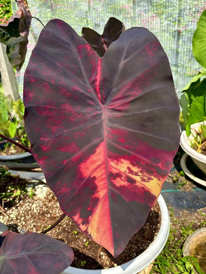 Colocasia Fire Fairy leaf showing hot pink blotching fading into orange ember tones over near-black tissue