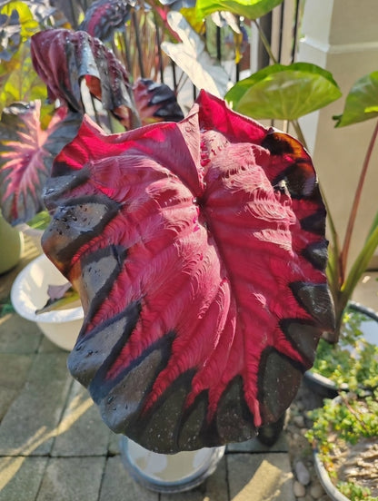 Colocasia Venus leaf with deeply ruffled texture in magenta-pink and black