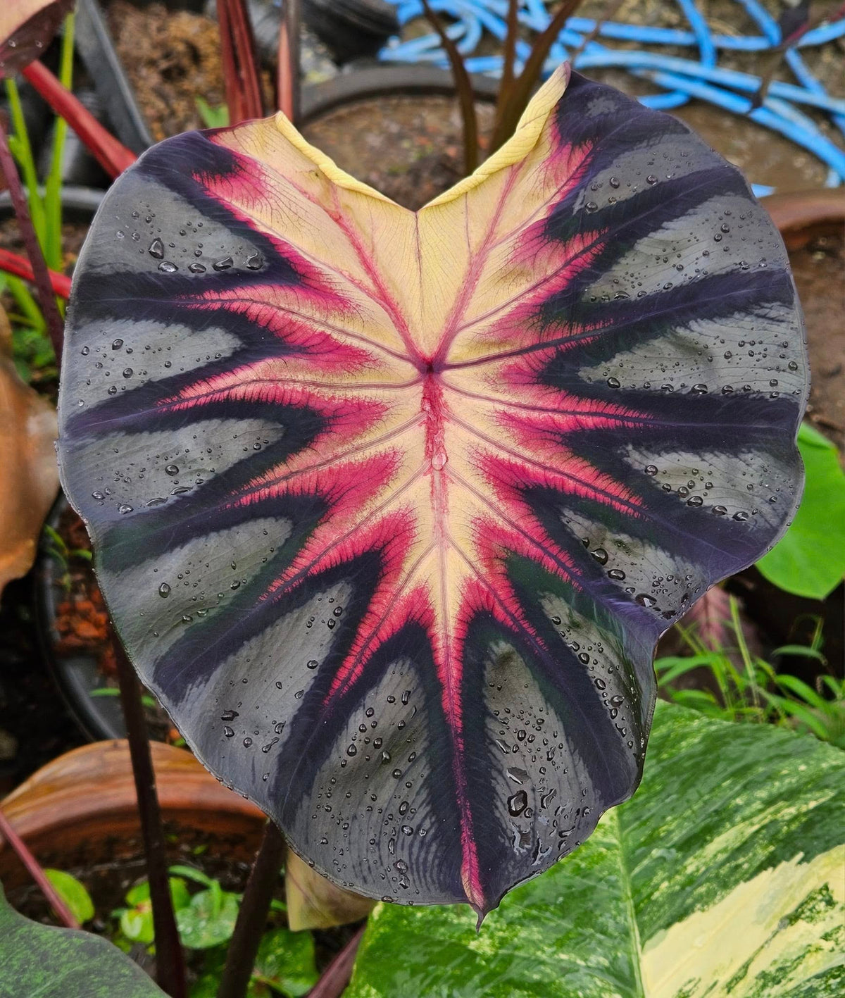 Colocasia Venus leaf showing a pale yellow center radiating to pink and a jagged black margin