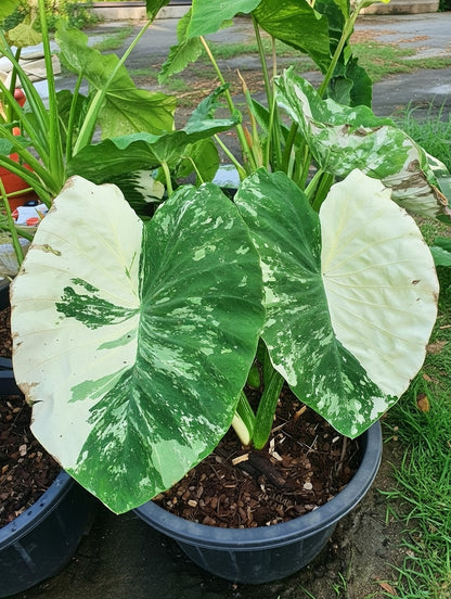 Mature Colocasia White Tiger clump showing pale cream leaves with dark green streaked patterns