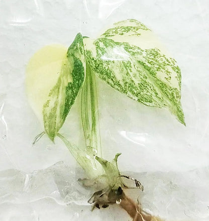 Monstera Deliciosa Crème Brûlée Variegated