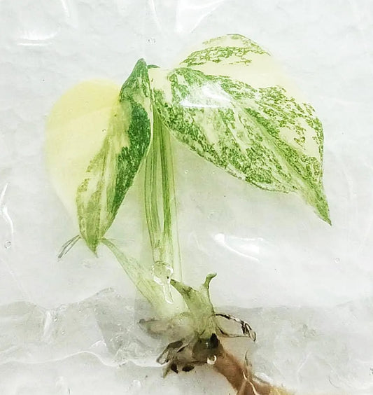Monstera Deliciosa Crème Brûlée Variegated