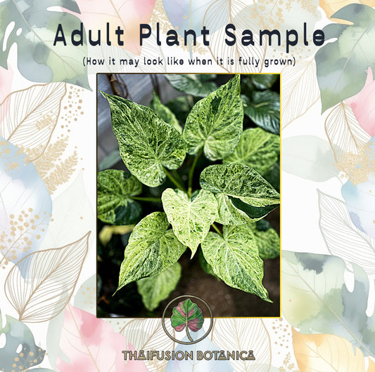 Alocasia Cucullata White Marble Variegated