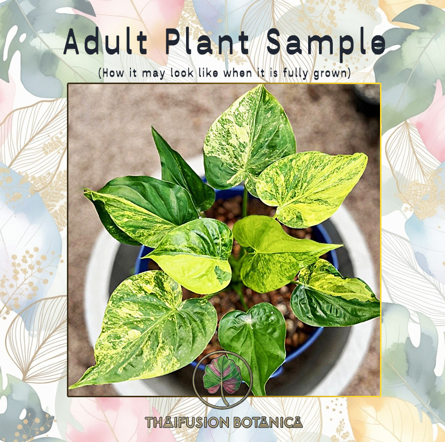 Alocasia Cucullata Yellow Splash Variegated