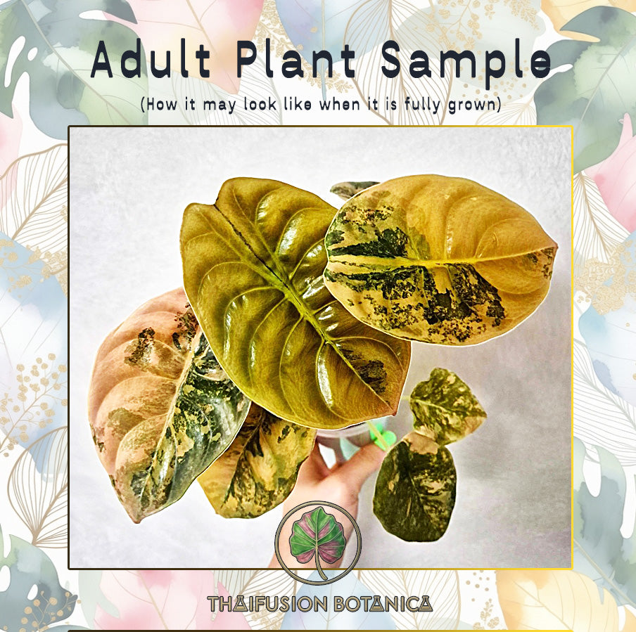 Alocasia Cuprea Red Secret Latte