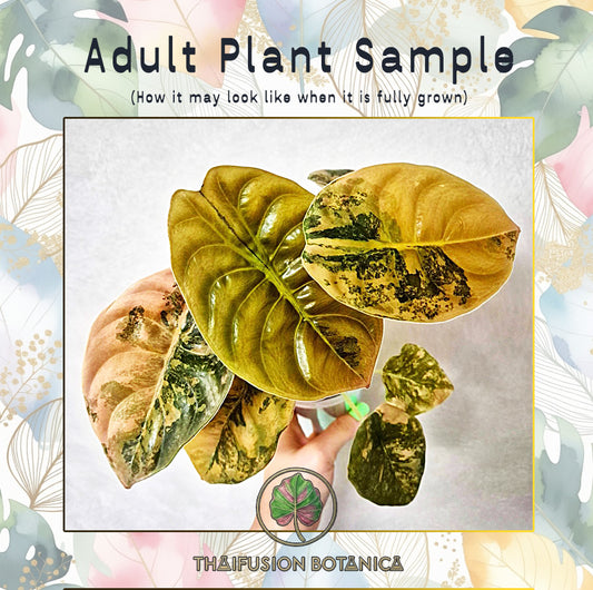 Alocasia Cuprea Red Secret Latte