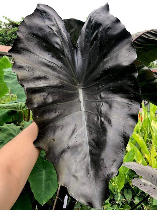 Colocasia Dark Butterfly
