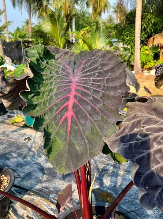 Colocasia Devil Crow