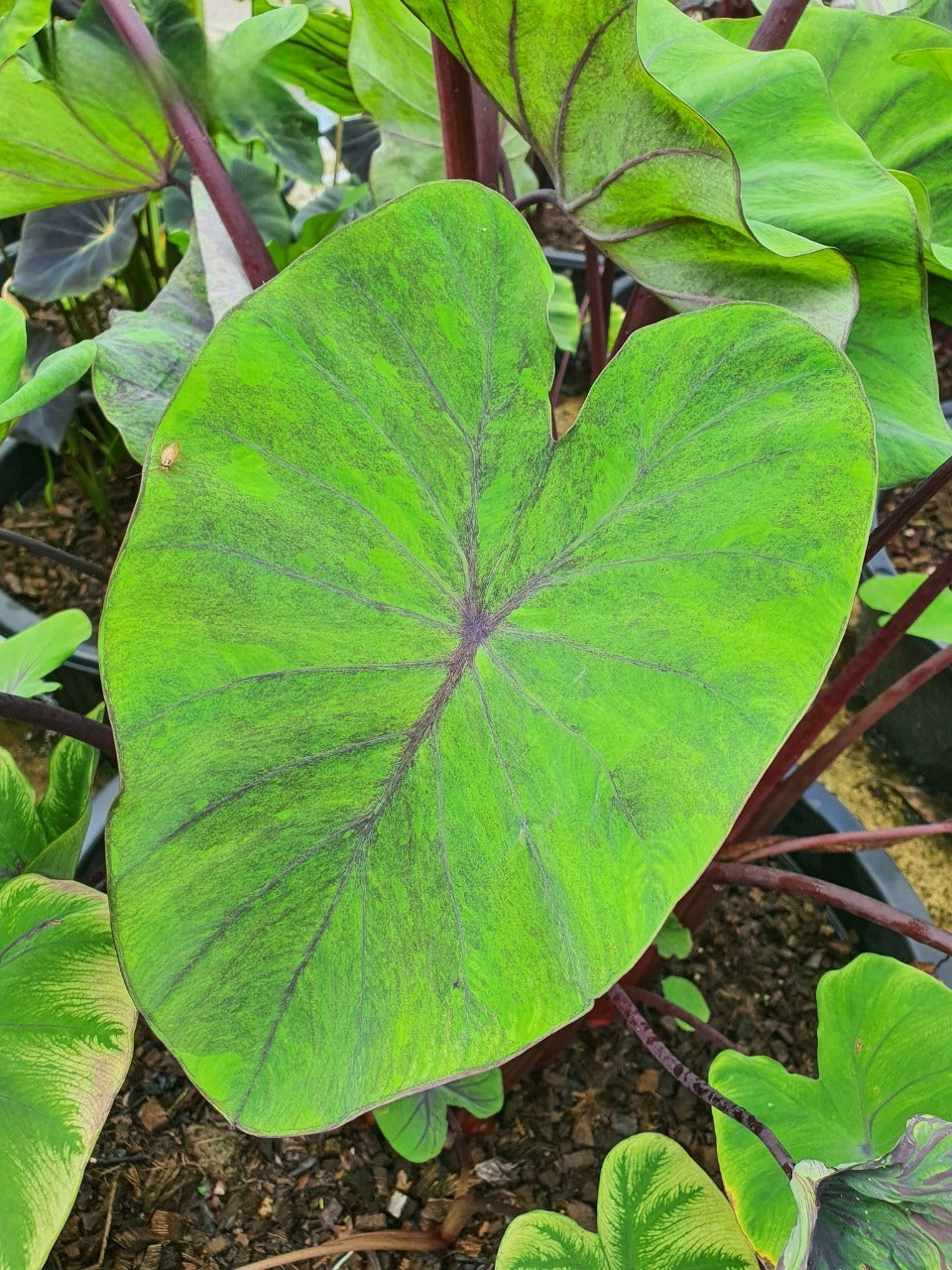 Colocasia Papua Serui
