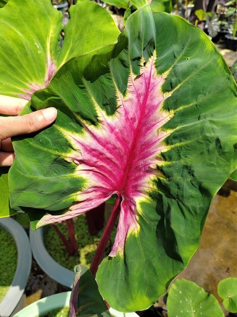 Colocasia Papua Manise