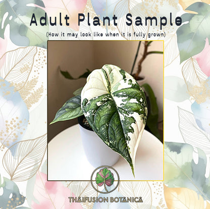 Alocasia Dragon Scale Pink Variegated