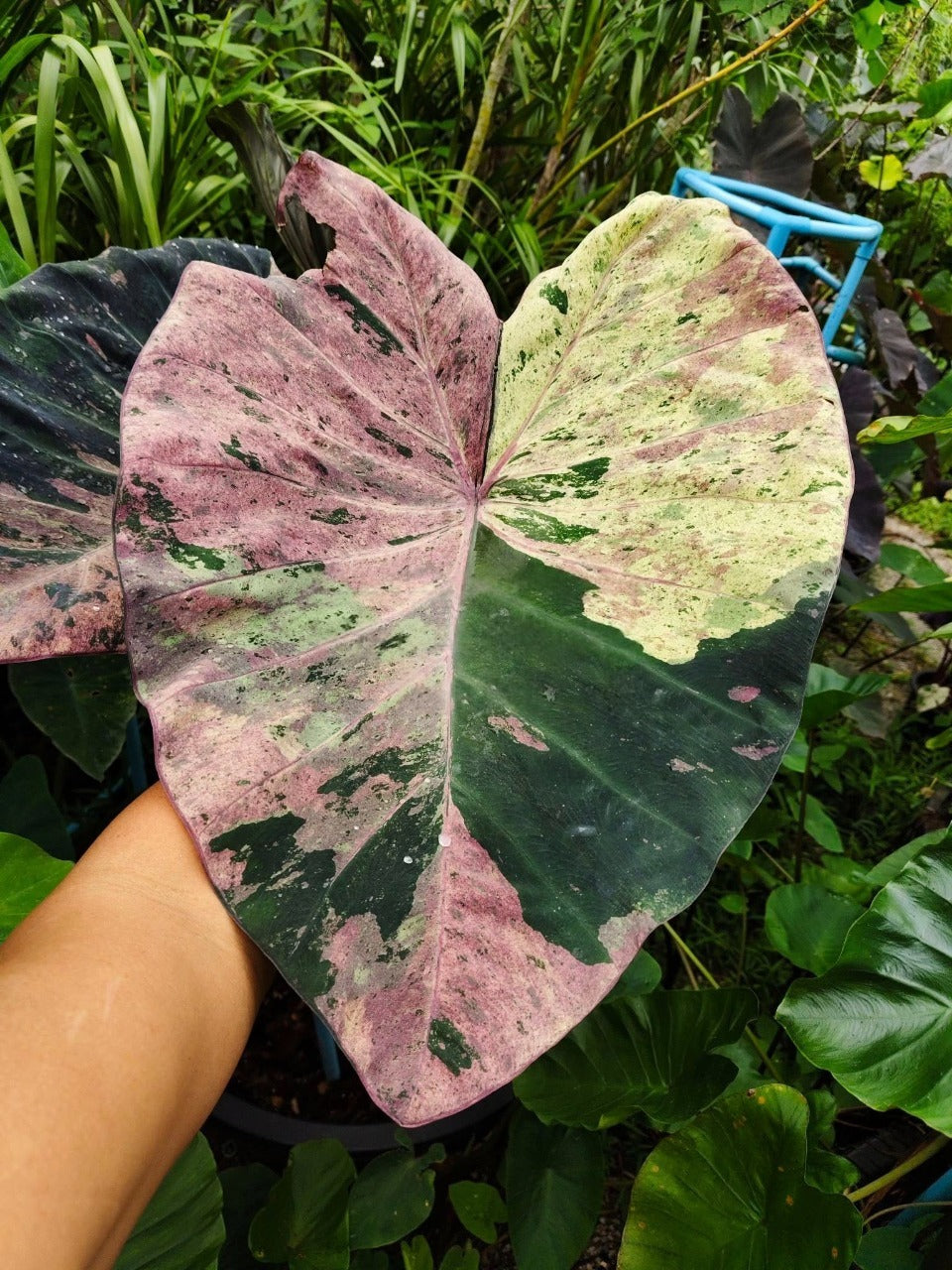 Colocasia Star Wars Episode Two