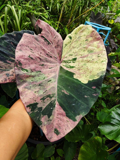 Colocasia Star Wars Episode Two