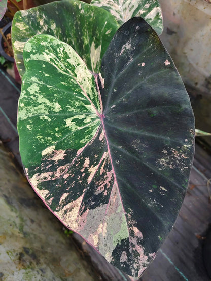 Colocasia Star Wars Episode Two