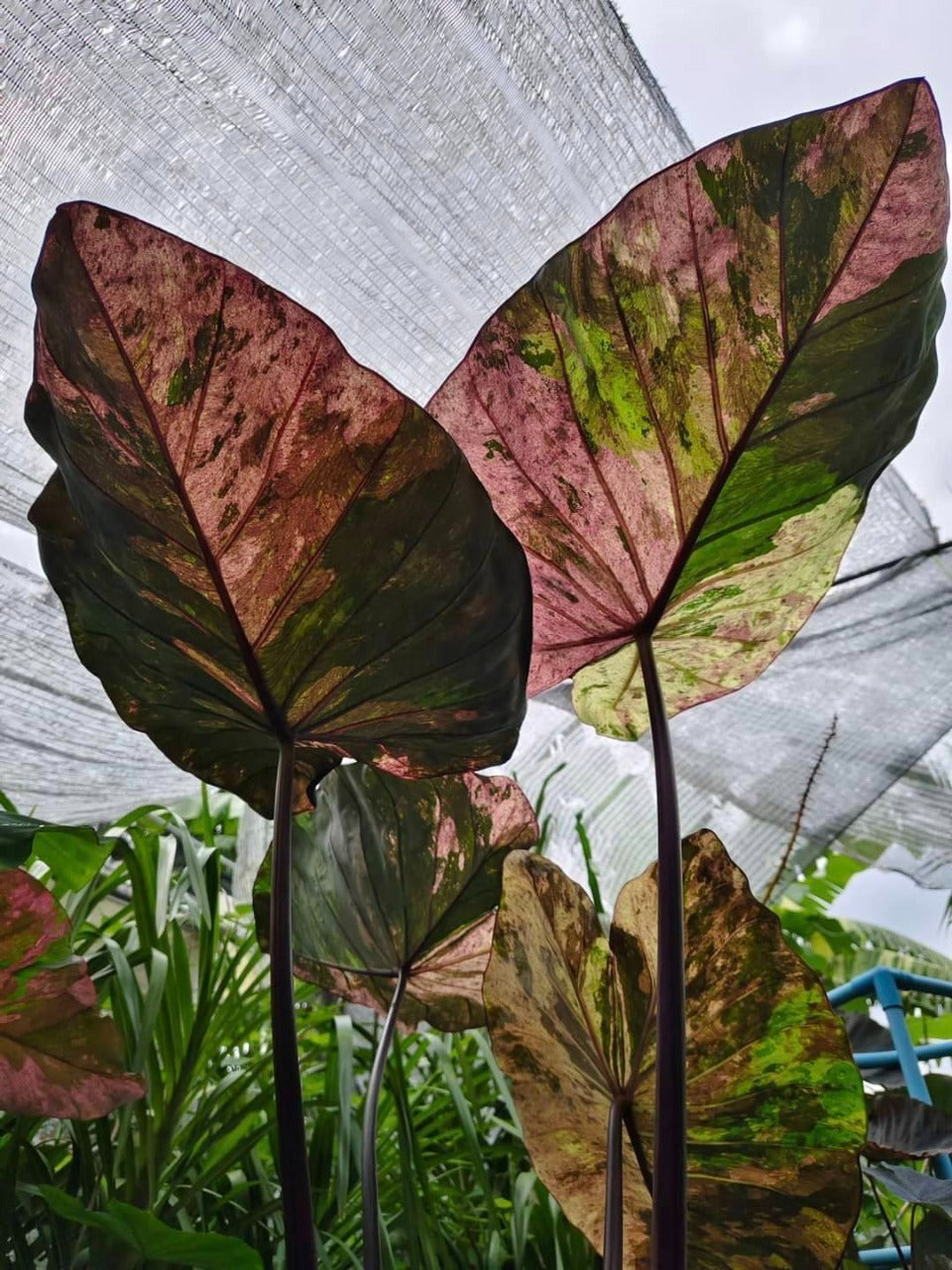 Colocasia Star Wars Episode Two