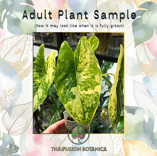 Alocasia Fonicata Aurea Variegated