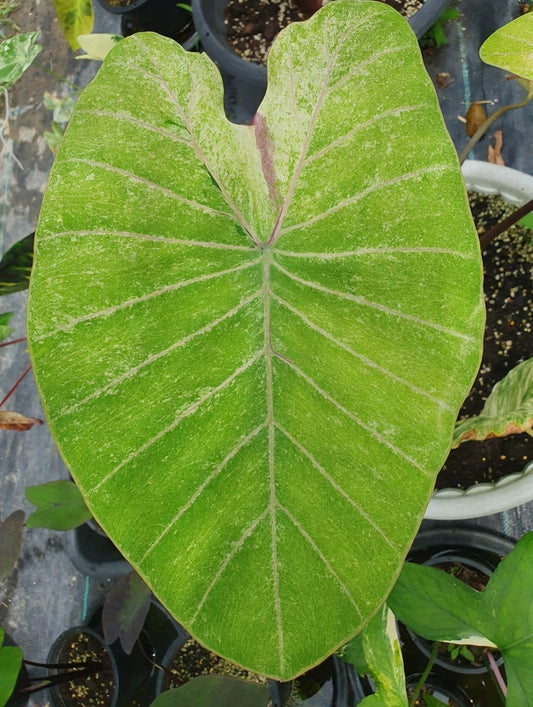 Colocasia Green Sparkling
