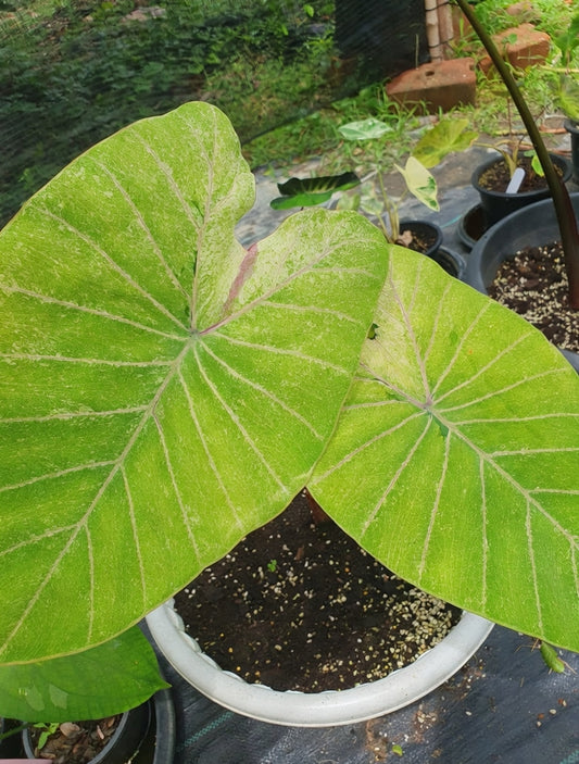 Colocasia Green Sparkling