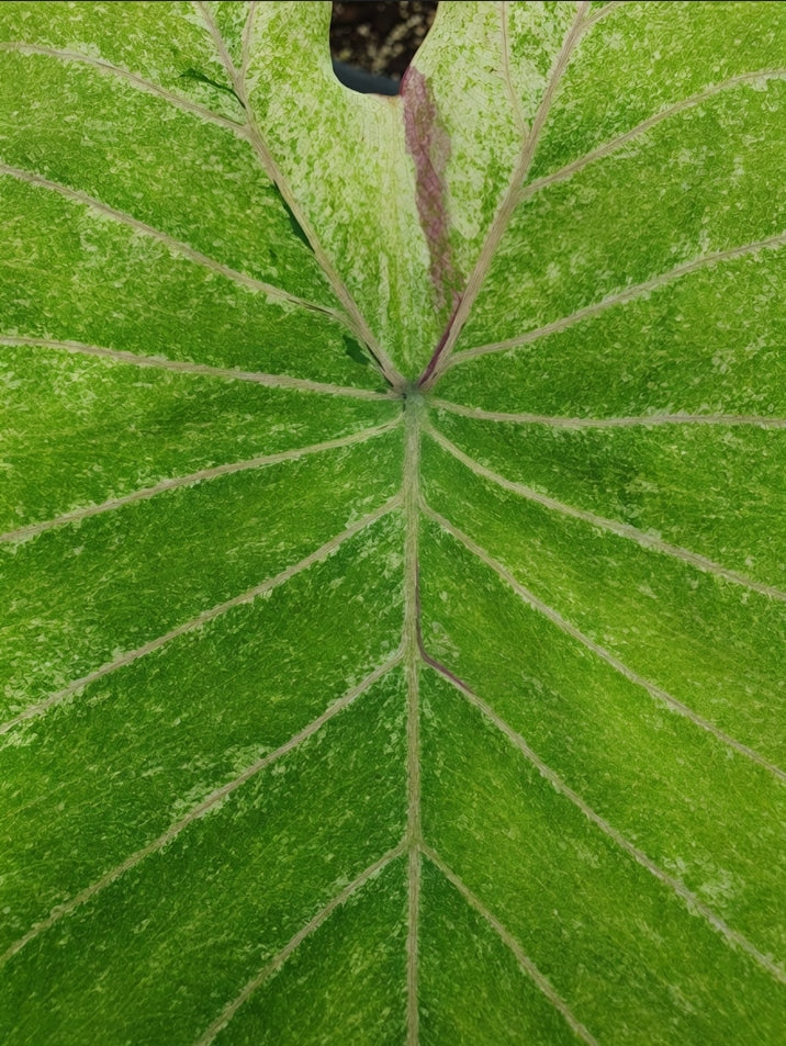 Colocasia Green Sparkling