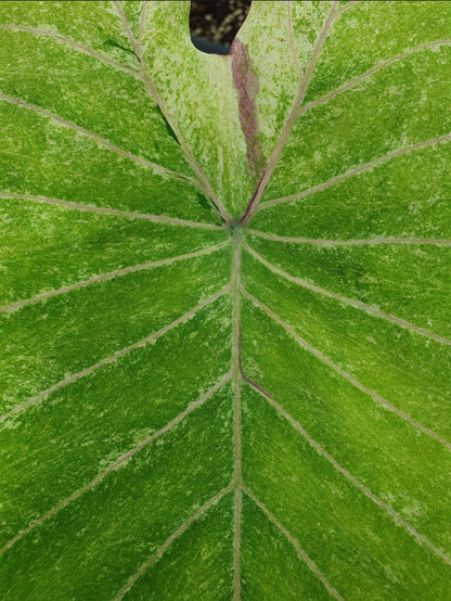 Colocasia Green Sparkling