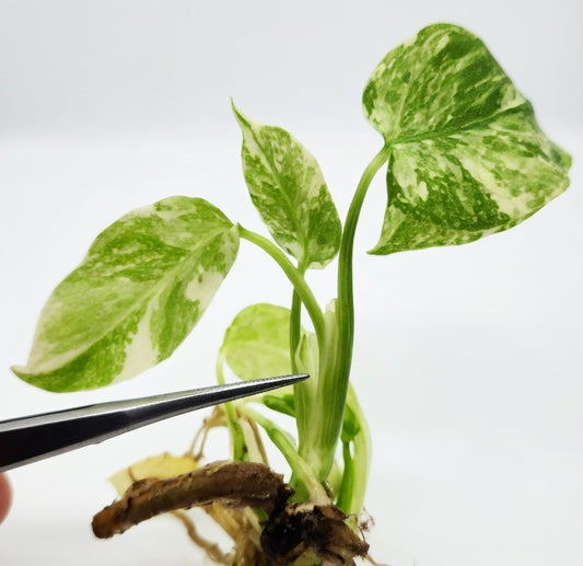 Monstera Deliciosa Green Snow