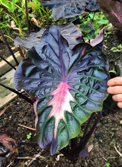 Colocasia Inferno Fall