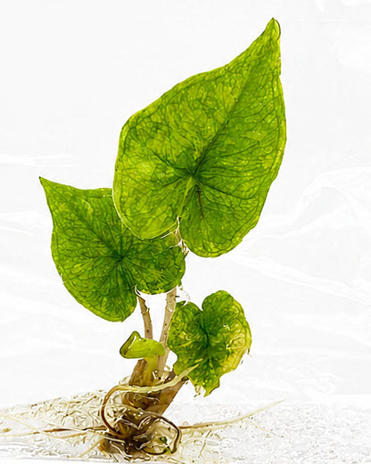 Alocasia Jacklyn Gold Aurea Variegated