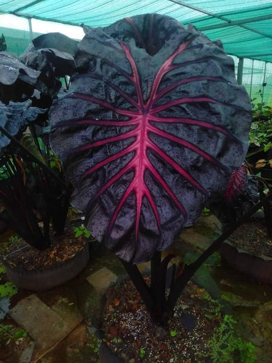 Colocasia Jubilee