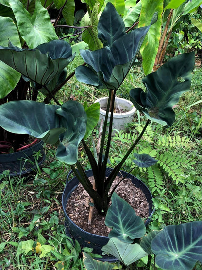 Colocasia Kopeka