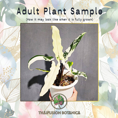 Alocasia Lauterbachiana Albo Variegated