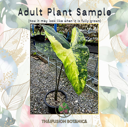 Alocasia Longiloba Variegated