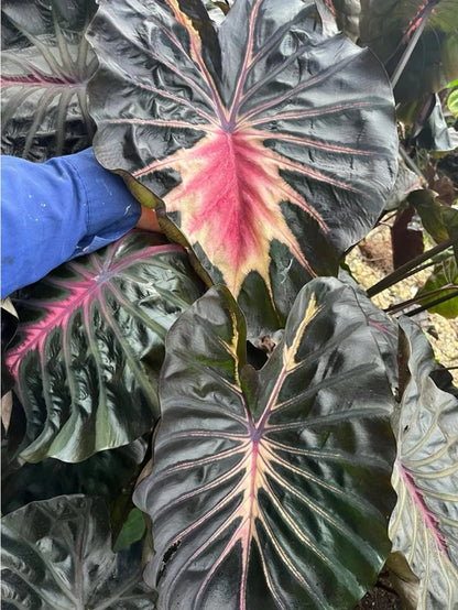 Colocasia Love Bird