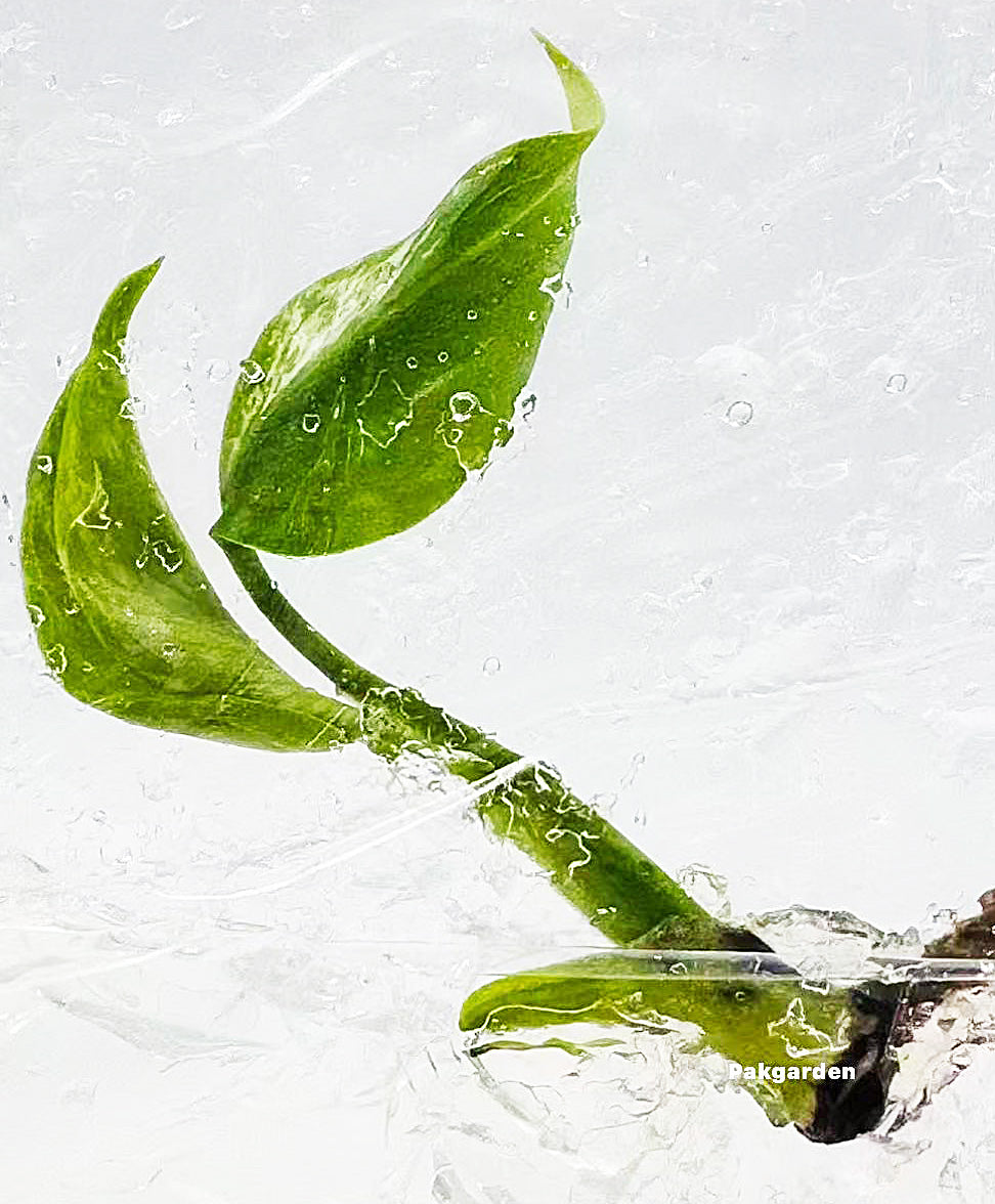 Monstera Deliciosa Devil Monster Variegated Tissue Culture Plantlet