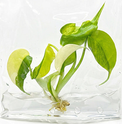 Monstera Borsigiana Aurea Variegated
